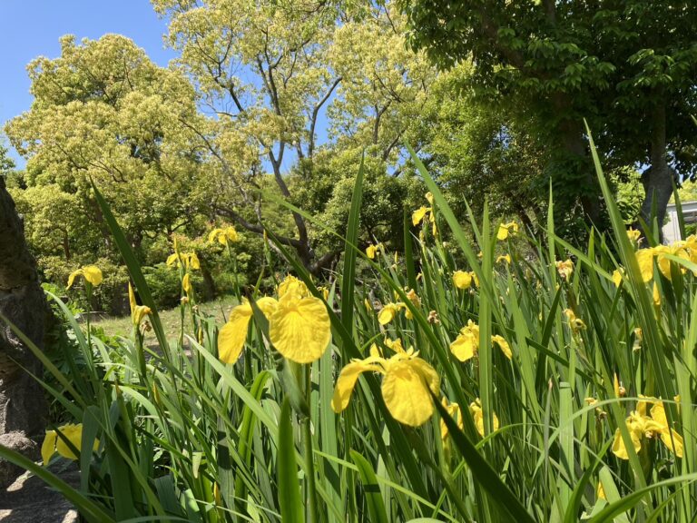 初夏の明石公園（園長のフィールドワーク）