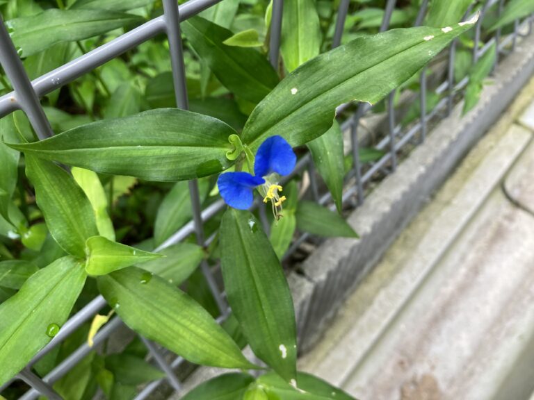 夏の野に咲く草花(7月園長のフィールドワーク)