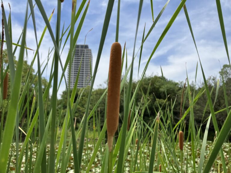 ガマ(2023.7.18明石公園　園長のフィールドワーク)