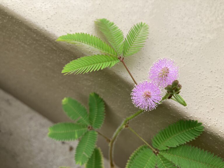 オジギソウの花2023.8.18屋上園庭